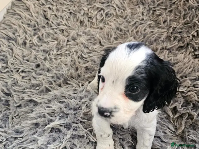 Cocker Spaniel dogs for sale: Black and white/Blue roan cocker spaniel for sale - Advert 16