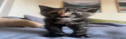 Mixed Breed cats for sale: 2 boys + girl - Advert 7