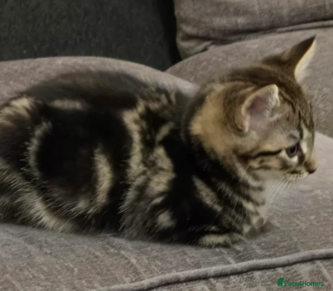 Maine Coon cats for sale: 7 beautiful Maine Coon X - Advert 8