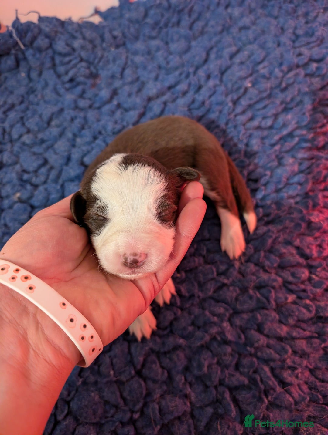 Border Collie dogs for sale: Traditional border collie puppies - Image 4