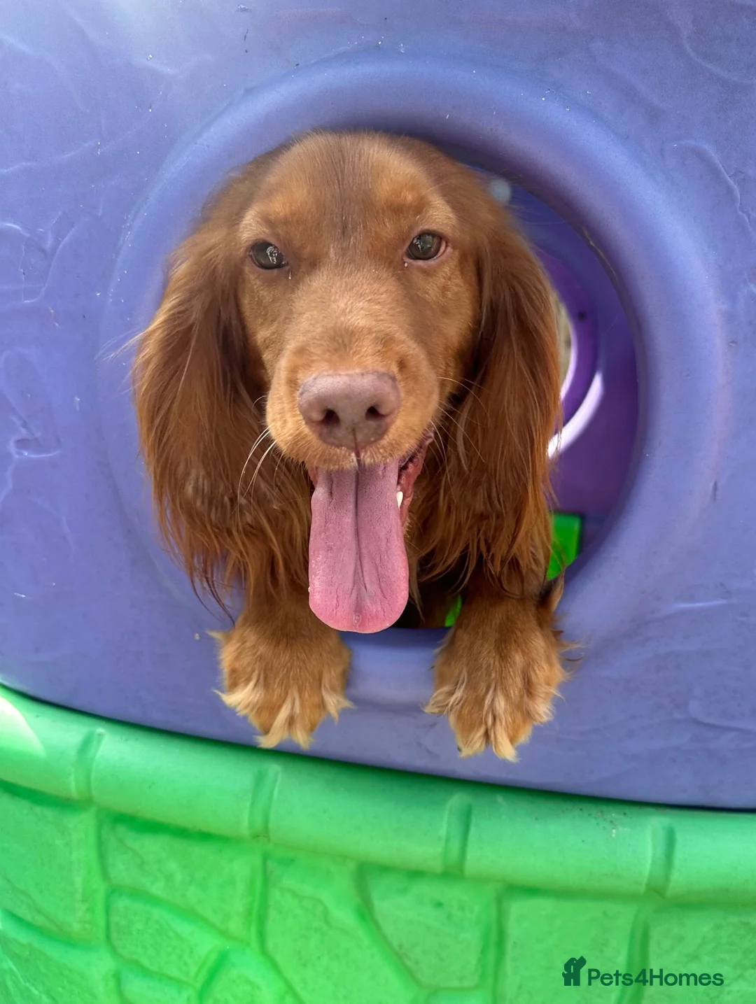 Cocker Spaniel dogs for stud: Fully Health Tested Red working cocker spaniel, in Larkhall - Advert 2