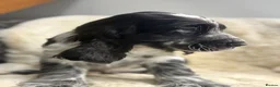 Cocker Spaniel dogs for sale: Extensively health tested show cocker spaniel pups - Advert 13
