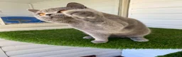 British Shorthair cats for sale: Champion British Blue boy  - Advert 3