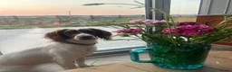 English Springer Spaniel dogs for sale: KC Springer Spaniels - Advert 2