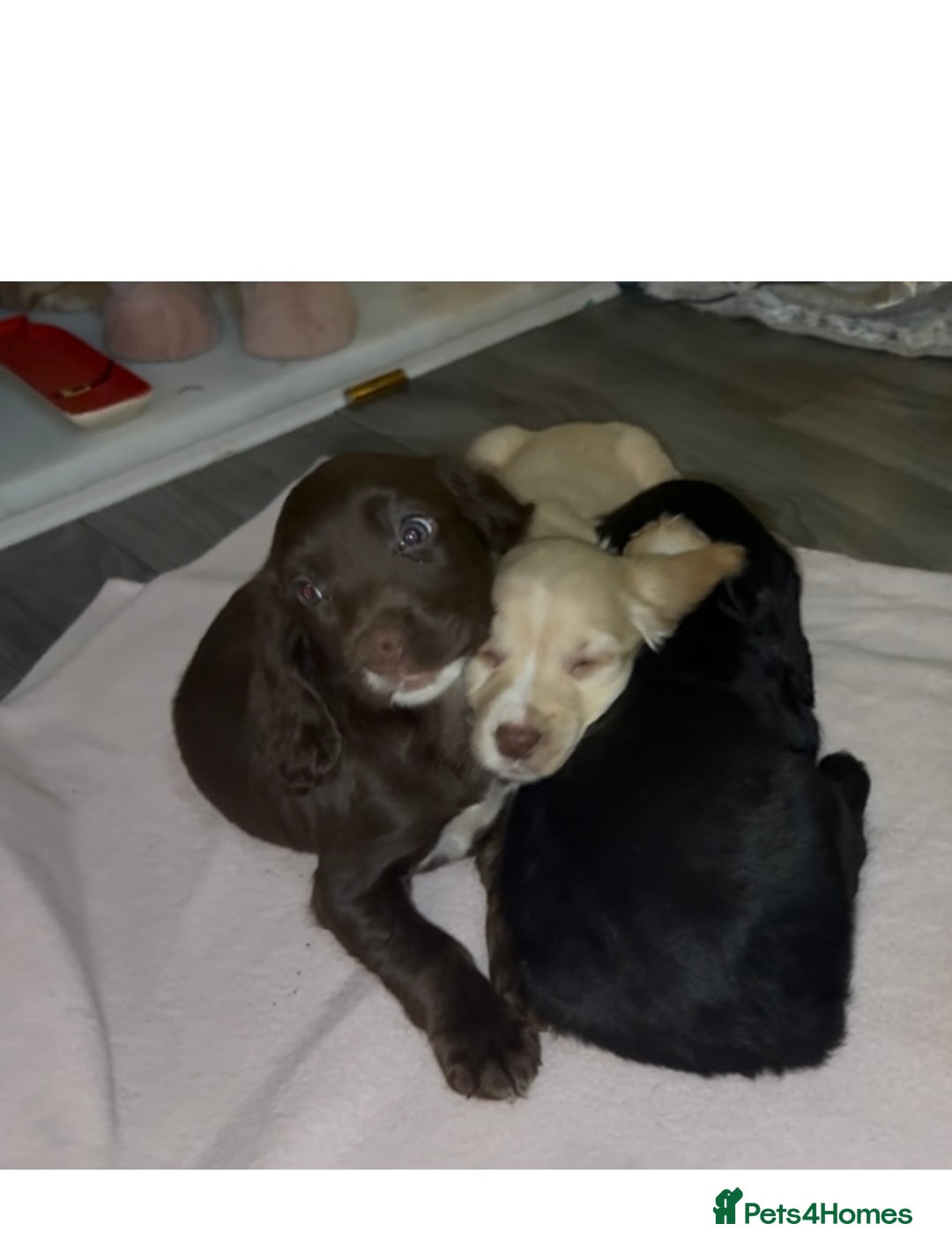 Cocker Spaniel dogs for sale: Ready now!!! Beautiful working cocker spaniels - Advert 4