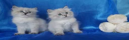 Siberian cats for sale: Siberian Kittens For Sale  - Advert 1