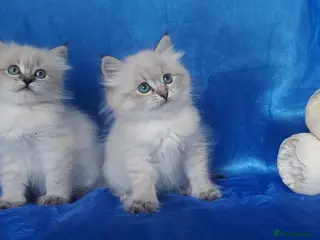 Siberian cats Siberian Kittens For Sale - Advert 11