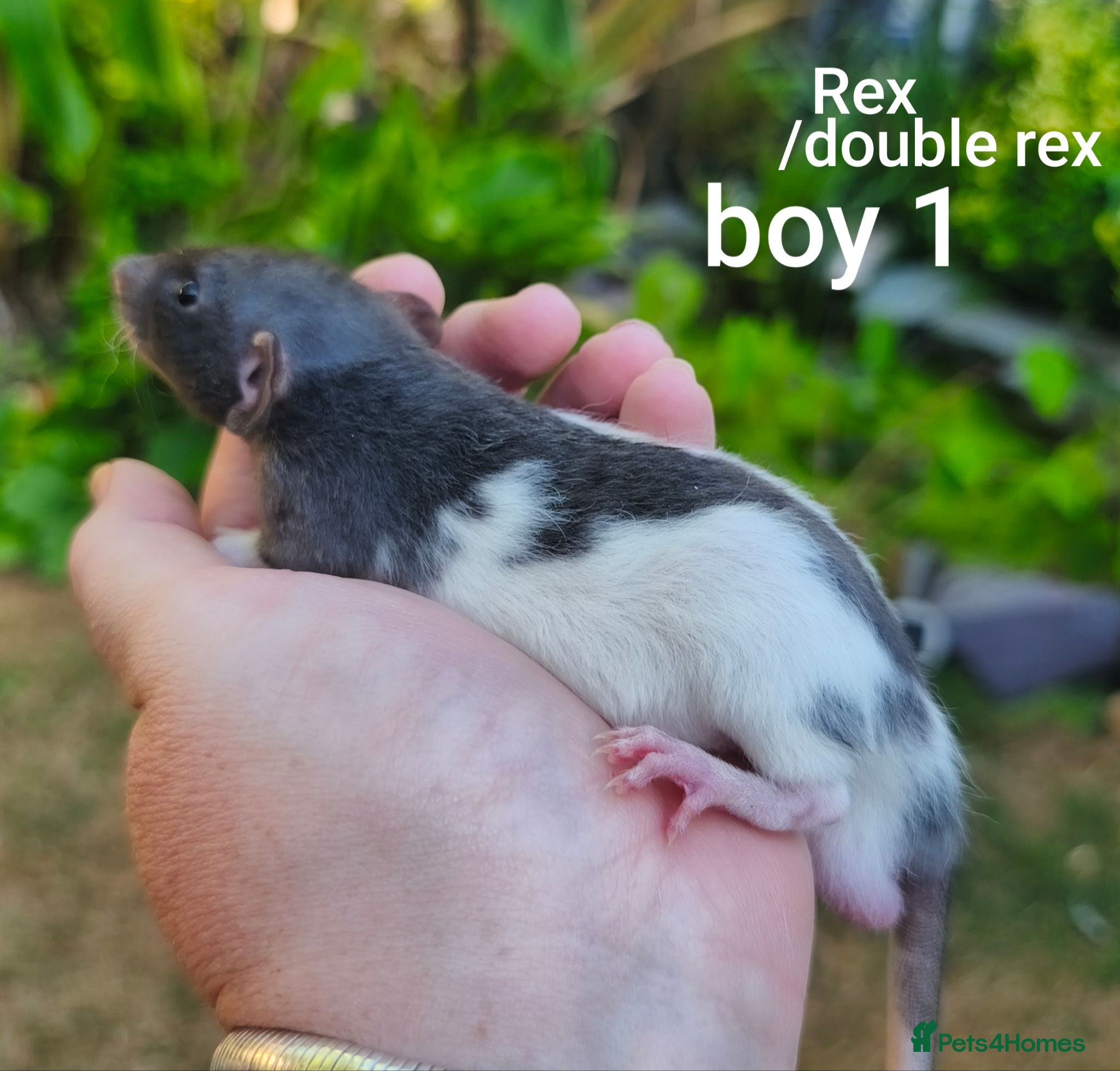 Rat rodents Beautiful Dumbo rex rats - Advert 1