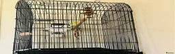 Budgerigars birds for sale: Budgies & Cage. Adult Budgie Pair for Sale - Advert 2