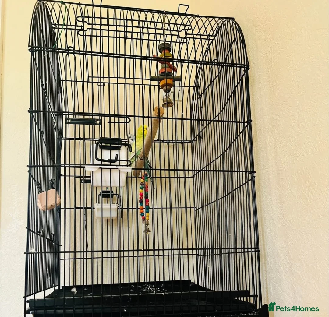 Budgerigars birds for sale: Budgies & Cage. Adult Budgie Pair for Sale - Advert 2