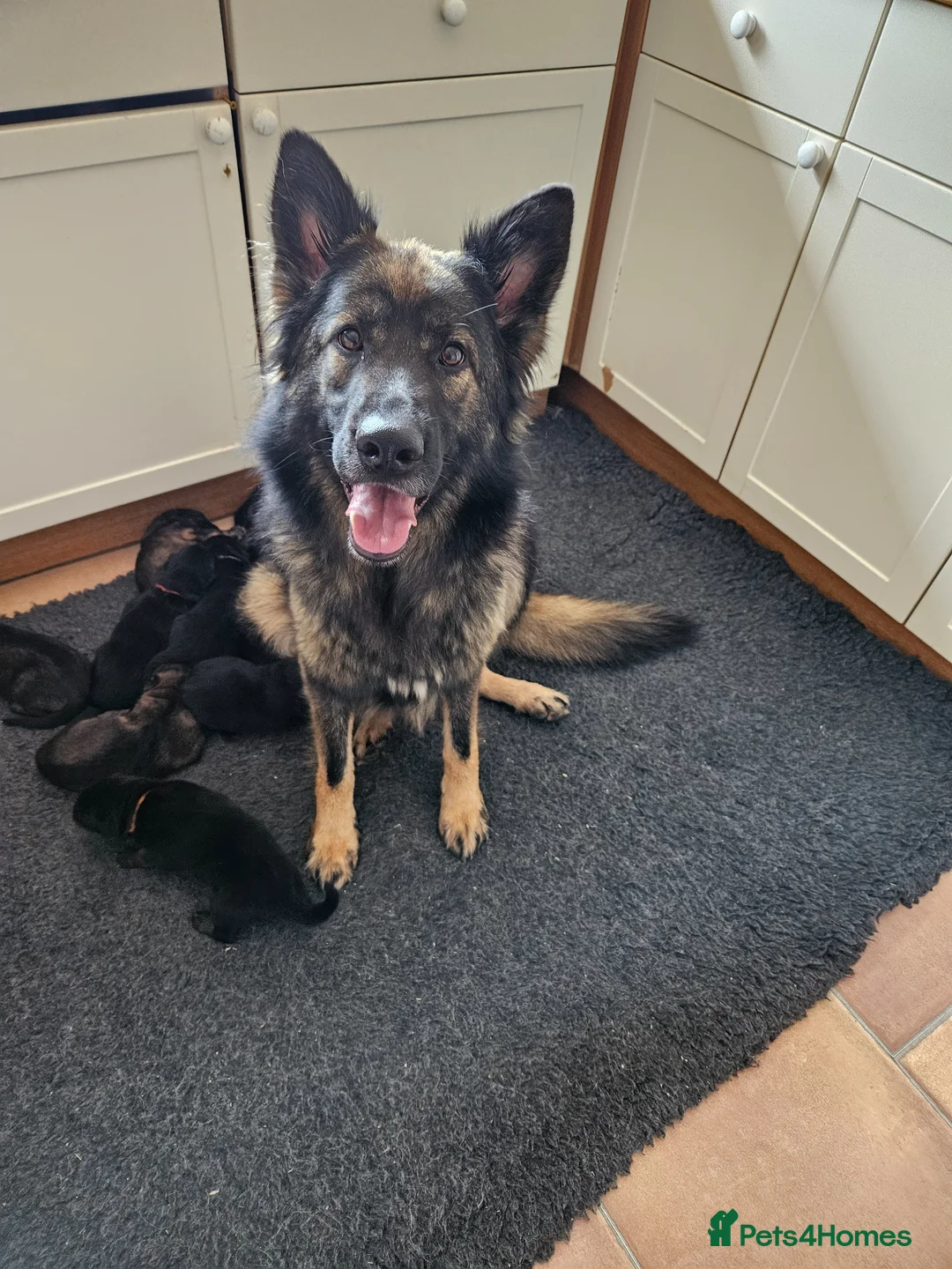 German Shepherd dogs for sale: GLENCONNER GERMAN SHEPHERDS - Advert 1