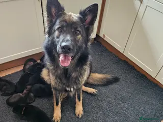 German Shepherd dogs GLENCONNER GERMAN SHEPHERDS - Advert 15