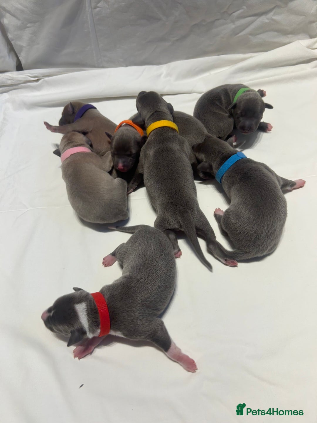 Whippet dogs for sale: Stunning KC whippet puppies  - Image 3