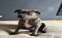 Staffordshire Bull Terrier dogs for sale: Blue Staffordshire bull terrier  - Image 5