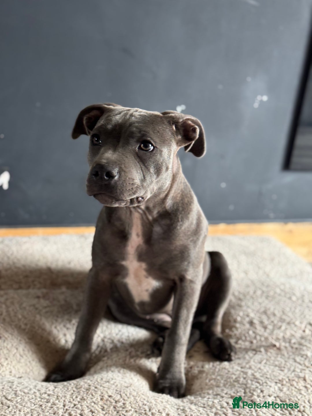 Staffordshire Bull Terrier dogs for sale: Blue Staffordshire bull terrier  - Image 5