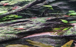 Shrimps fish for sale: Red /Red cherry shrimps  - Image 2