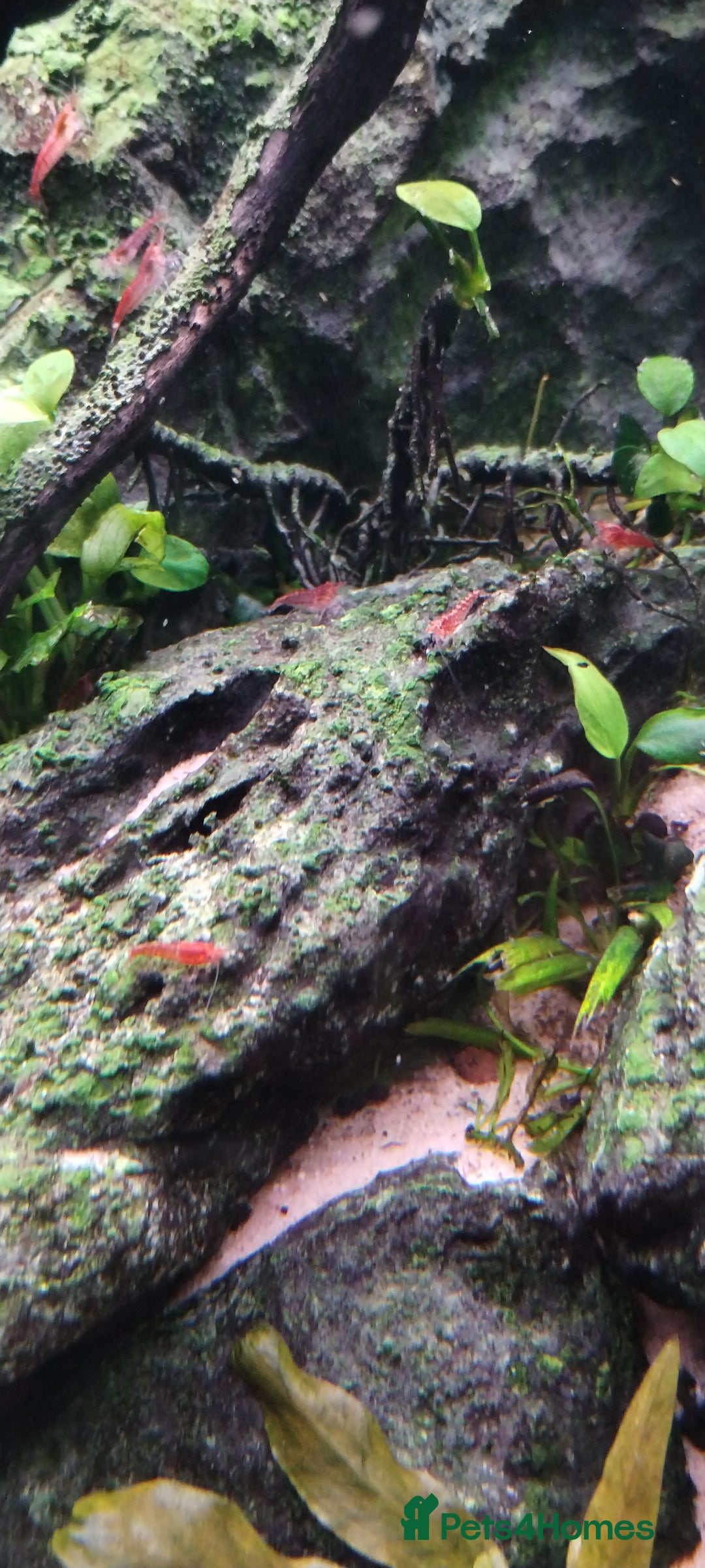 Shrimps fish for sale: Red /Red cherry shrimps  - Image 2