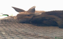 Mixed Breed rabbits for sale: 2 male rabbits  - Image 4