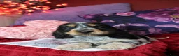 Cocker Spaniel dogs for sale: Extensively Health Tested, Top Quality pedigree  - Advert 4
