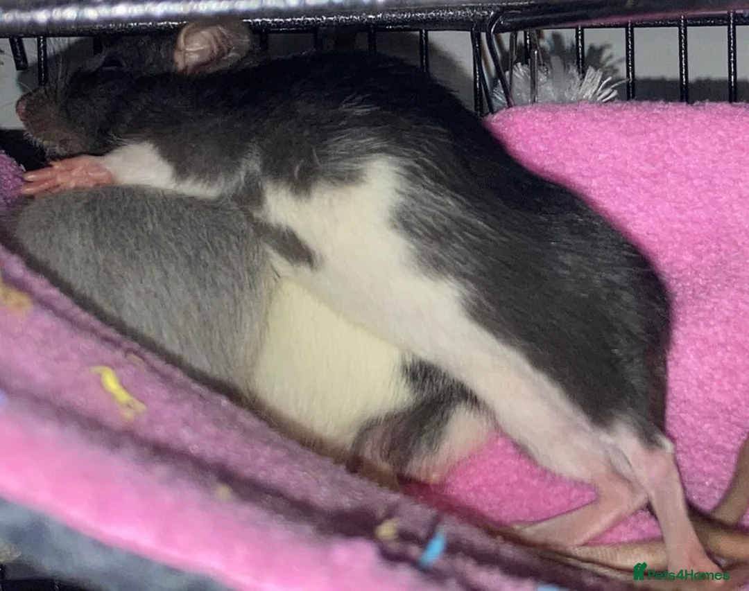 Rat rodents for sale: Mother & Daughter Rat for Rehoming - Advert 2