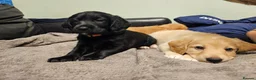 Mixed Breed dogs for sale: READY TO GO - 3 Beagador/miniature poodle puppies - Advert 7