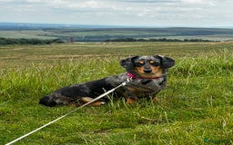 Miniature Dachshund dogs for sale: 🐾 Beautiful Miniature Dachshund 4 Girls 💕 🐾 - Image 9