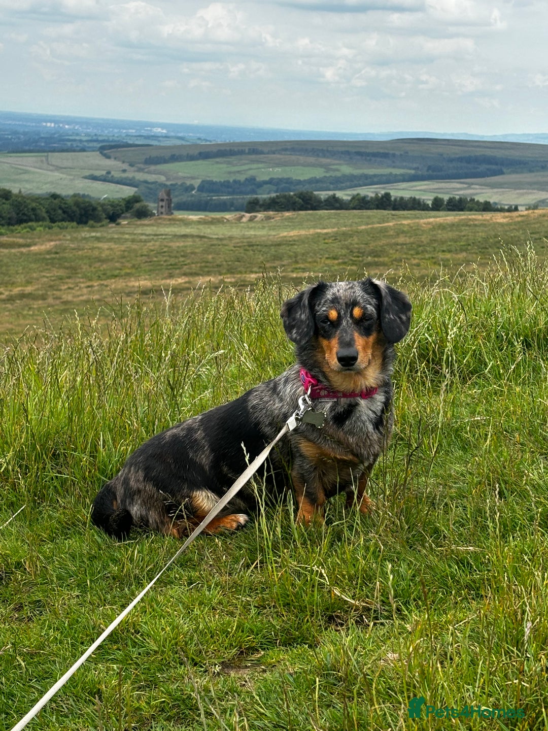 Miniature Dachshund dogs for sale: 🐾 Beautiful Miniature Dachshund 4 Girls 💕 🐾 - Image 9