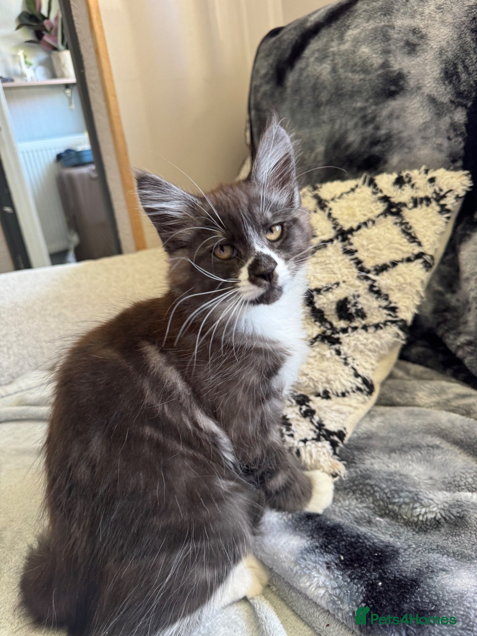 Mixed Breed cats Half maine coon - Advert 3