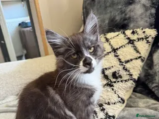 Mixed Breed cats Half maine coon - Advert 4