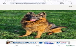 German Shepherd dogs for stud: STUD DOG GERMAN SHEPHERD LONG COAT  in Yeovil - Image 8