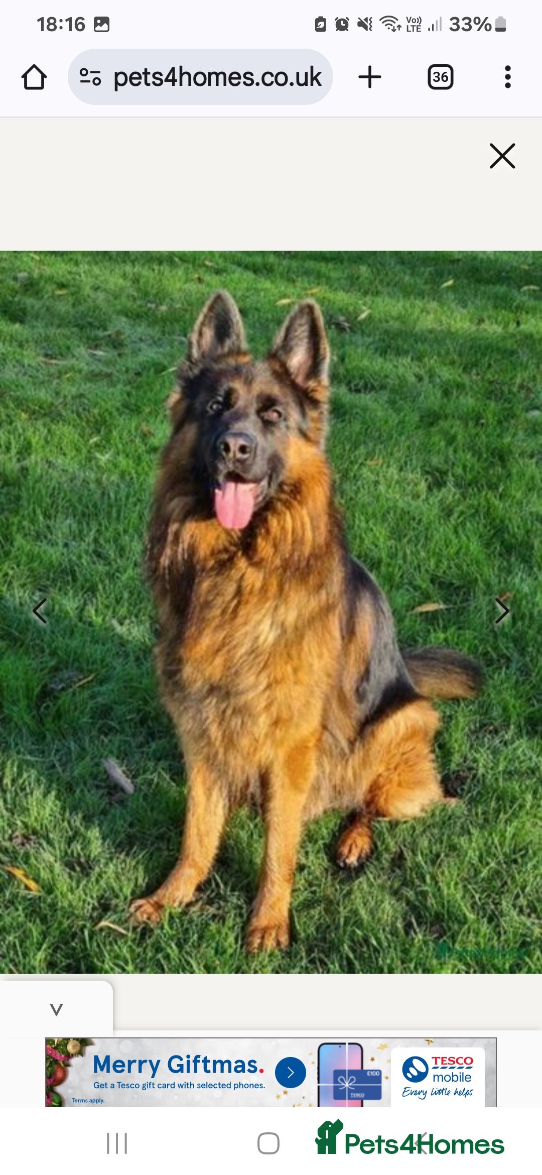 German Shepherd dogs for stud: STUD DOG GERMAN SHEPHERD LONG COAT  in Yeovil - Image 8
