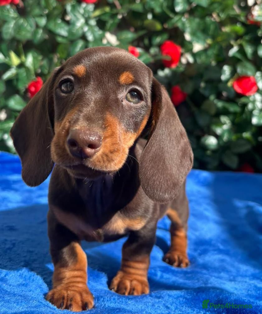 Miniature Dachshund dogs READY NOW MINI DAXI KC REG PRA CLEAR - Advert 2
