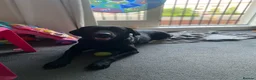 Labrador Retriever dogs for sale: Labrador retriever - Advert 4