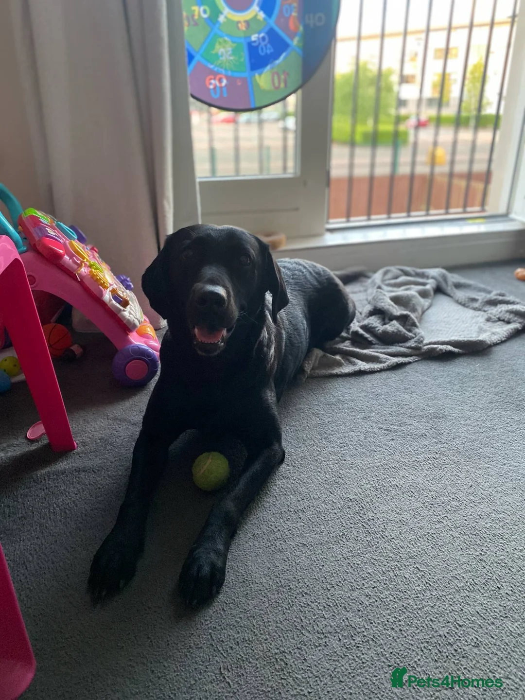 Labrador Retriever dogs for sale: Labrador retriever - Advert 4