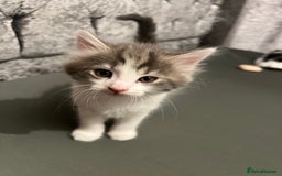 British Longhair cats for sale: Gorgeous fluffy kittens looking for forever home - Image 15