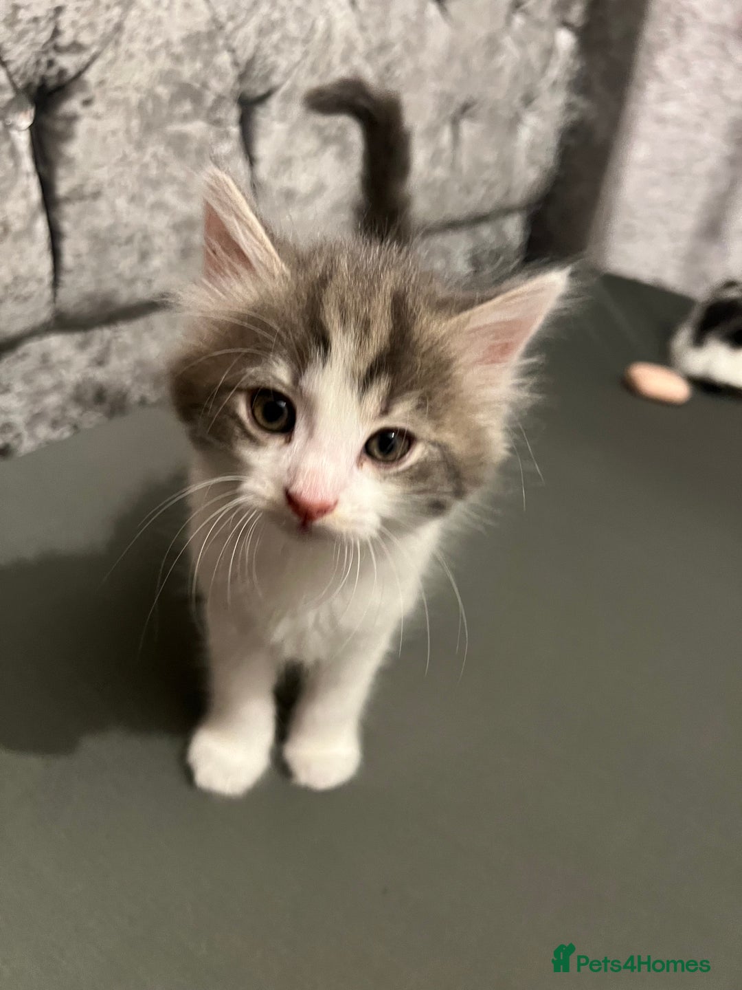 British Longhair cats for sale: Gorgeous fluffy kittens looking for forever home - Image 15