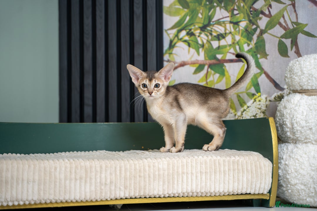 Abyssinian cats for sale: SILVER ABYSSINIAN-Winston-Rare and Exceptional  - Advert 14