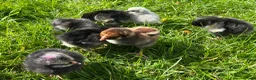 Chickens poultry for sale: 8x Week Old PURE BREED Chicks for sale! - Advert 3