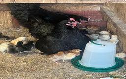 Chickens poultry for sale: 2 mum and 28 chicks for sale  - Image 9