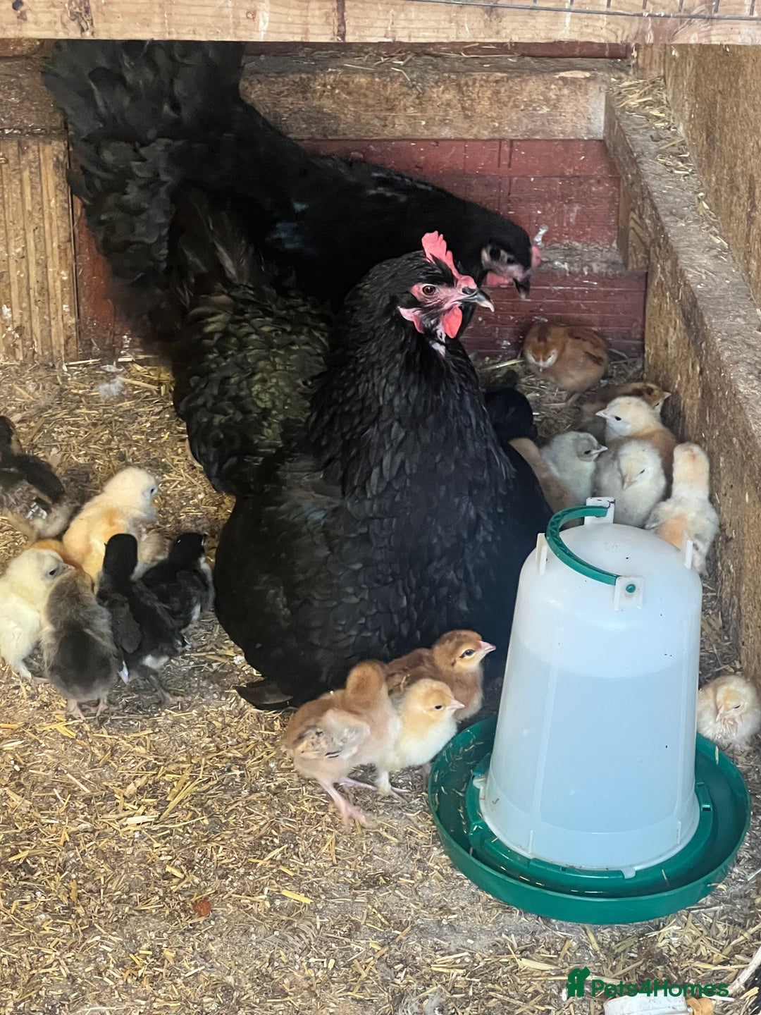 Chickens poultry for sale: 2 mum and 28 chicks for sale  - Image 9