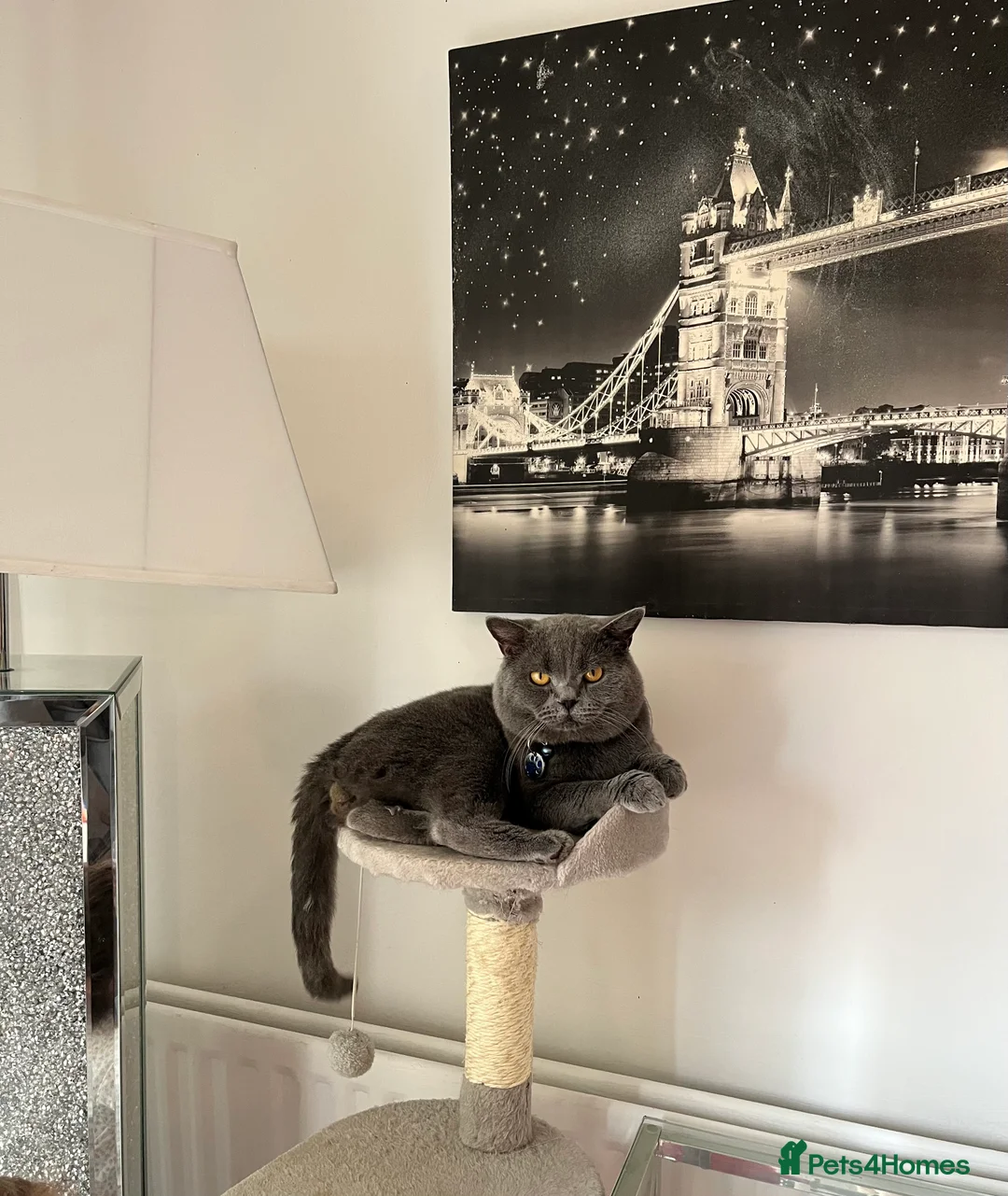 British Shorthair cats for stud: ***Beautiful British Shorthair STUD*** - Advert 2