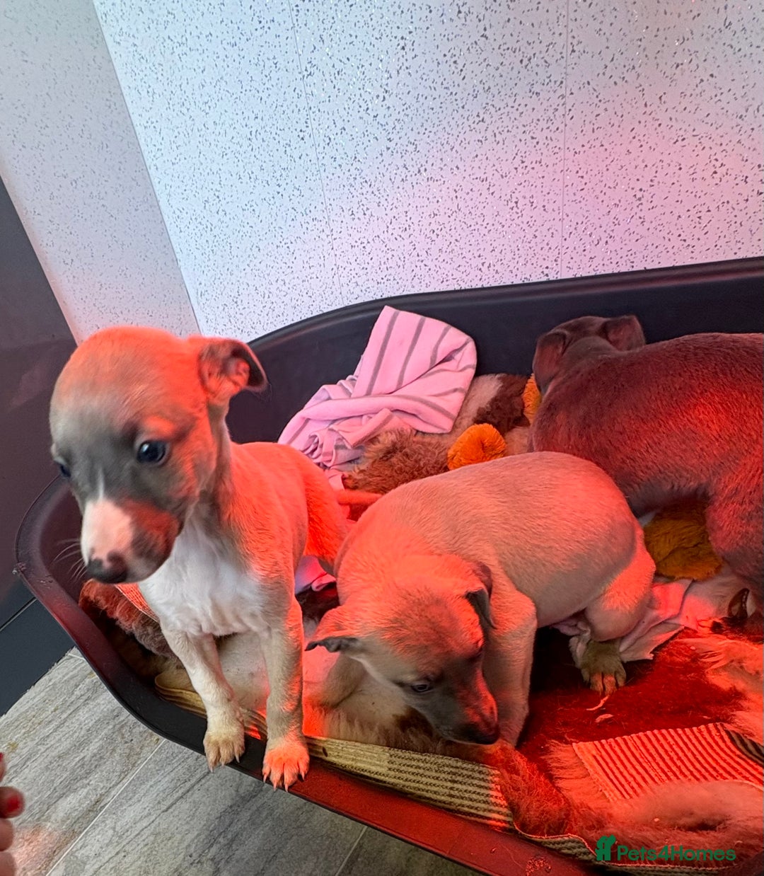 Whippet dogs for sale: 5 beautiful kc registered whippit puppies  - Advert 11