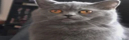 British Shorthair cats for sale: GORGEOUS BRITISH SHORTHAIR KITTENS - Advert 1