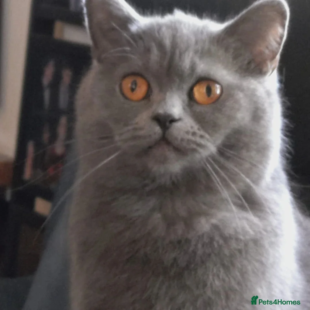 British Shorthair cats for sale: GORGEOUS BRITISH SHORTHAIR KITTENS - Advert 1