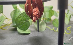 Python Snake reptiles for sale: Green tree Python in Mold - Image 1