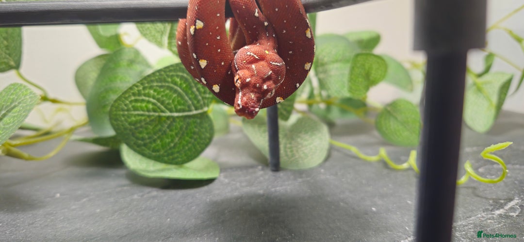 Python Snake reptiles for sale: Green tree Python in Mold - Image 1