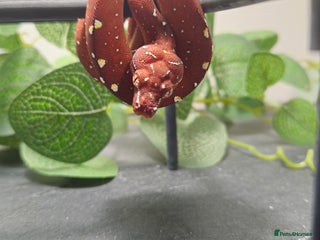 Python Snake reptiles in Mold - Advert 6