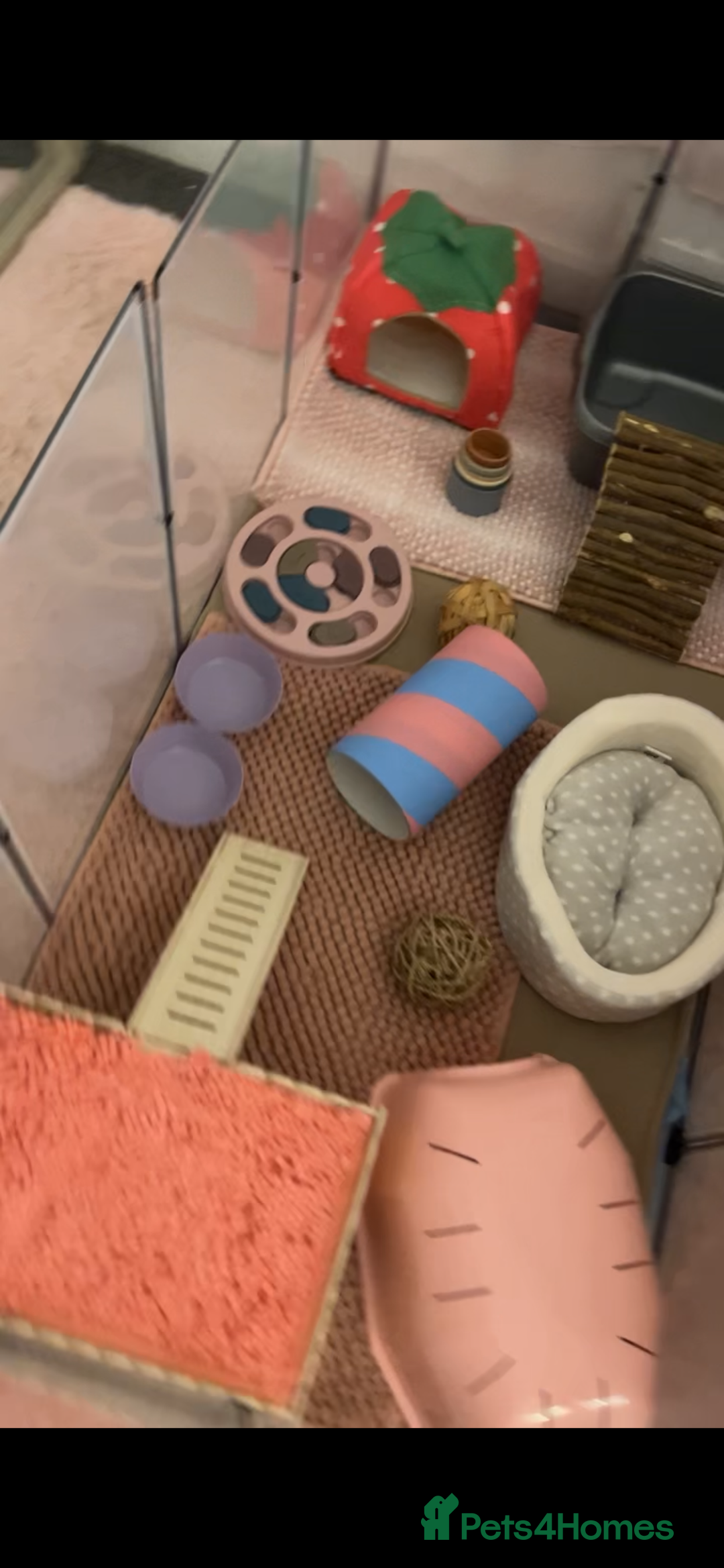 Guinea Pig rodents for sale: Female guinea pigs and bundle  - Advert 7