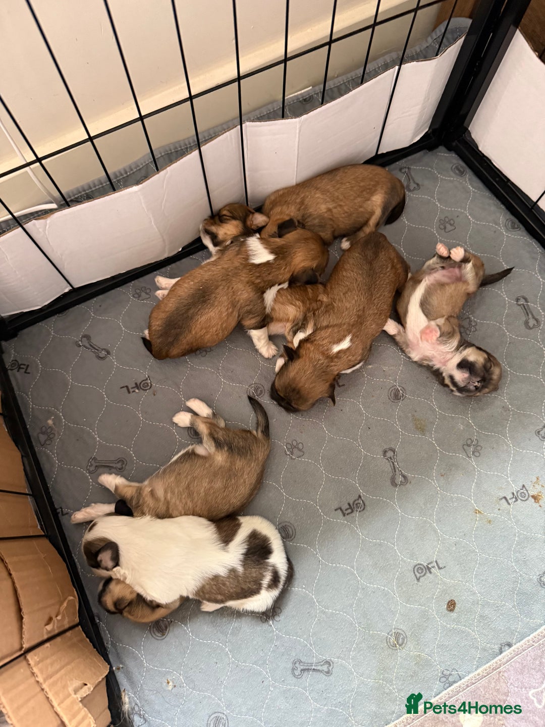 Lhasa Apso dogs for sale: 6 beautiful Lhasa apsos  - Image 10