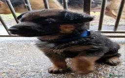 German Shepherd dogs for sale: KC reg German Shepherd Puppies - Family dogs - Image 24